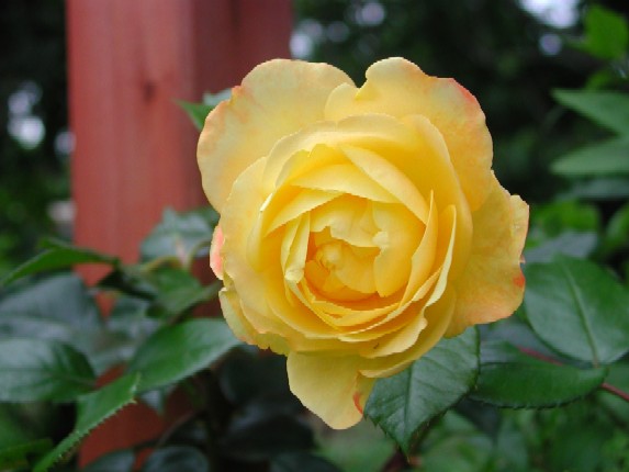 ����å��ǲ�����ɽ��