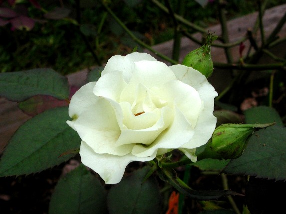 ����å��ǲ�����ɽ��