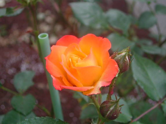 ����å��ǲ�����ɽ��