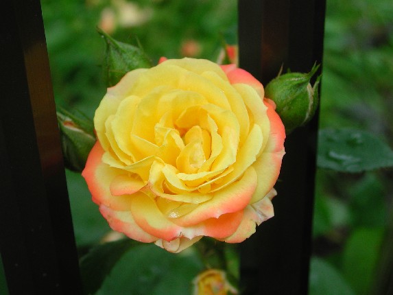 ����å��ǲ�����ɽ��