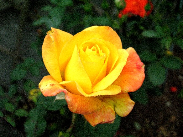 ����å��ǲ�����ɽ��