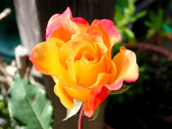 ����å��ǲ�����ɽ��