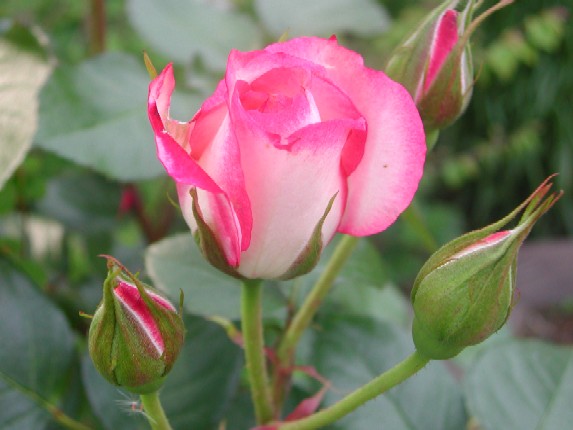 ����å��ǲ�����ɽ��