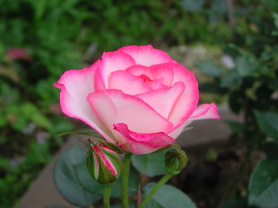 ����å��ǲ�����ɽ��