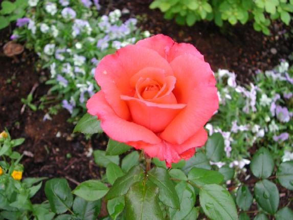 ����å��ǲ�����ɽ��