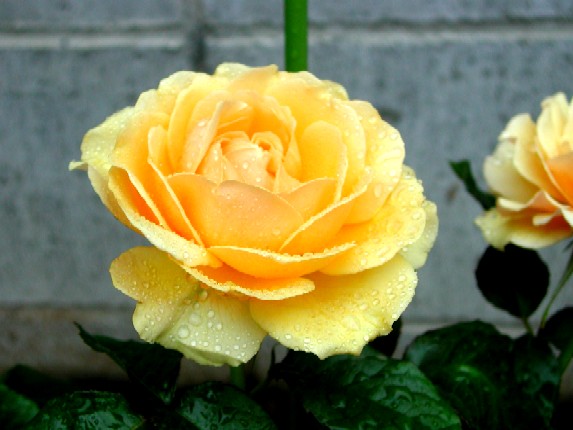 ����å��ǲ�����ɽ��