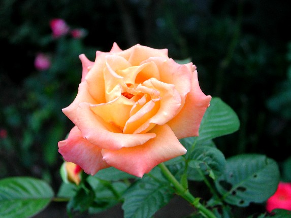 ����å��ǲ�����ɽ��