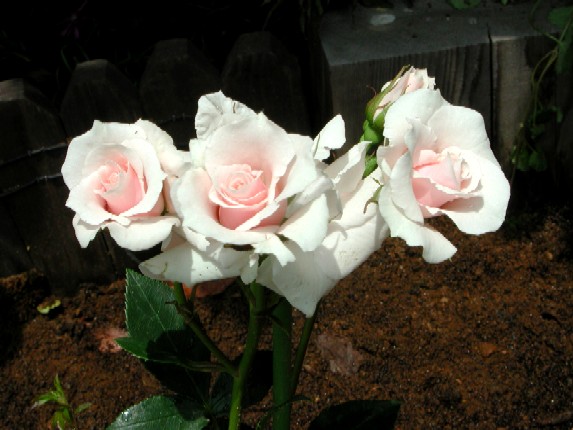 ����å��ǲ�����ɽ��