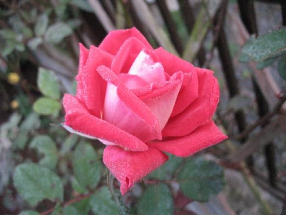 ����å��ǲ�����ɽ��