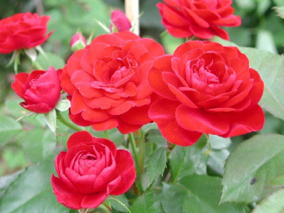 ����å��ǲ�����ɽ��