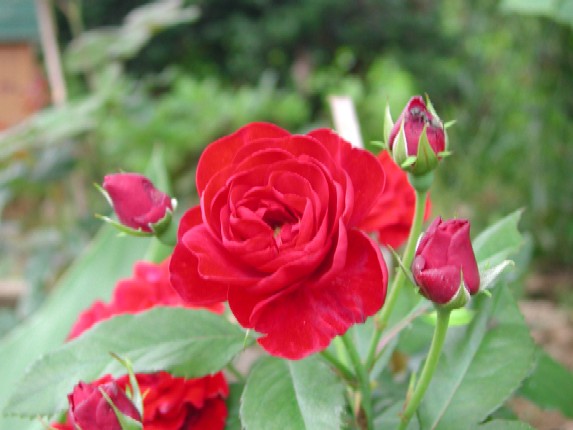 ����å��ǲ�����ɽ��