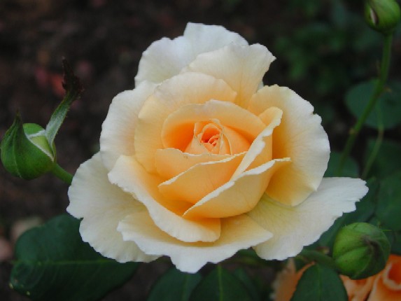 ����å��ǲ�����ɽ��