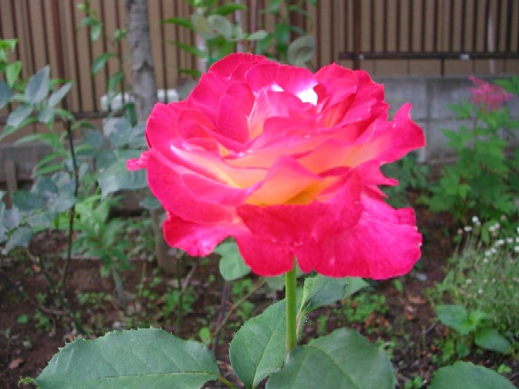 ����å��ǲ�����ɽ��