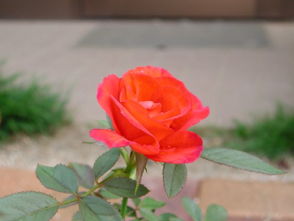 ����å��ǲ�����ɽ��