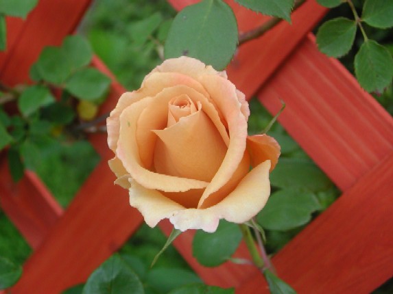 ����å��ǲ�����ɽ��