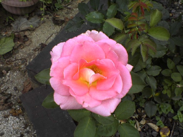 ����å��ǲ�����ɽ��