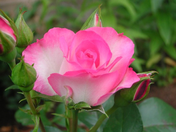 ����å��ǲ�����ɽ��