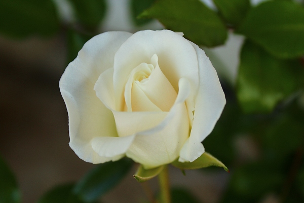 ����å��ǲ�����ɽ��