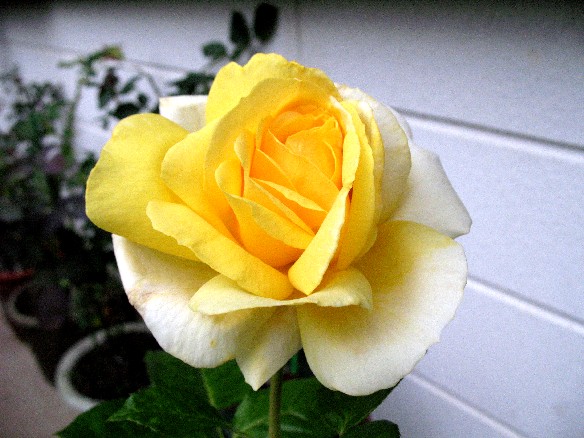 ����å��ǲ�����ɽ��