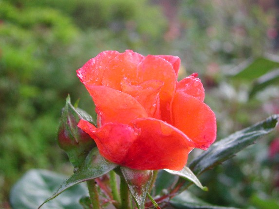 ����å��ǲ�����ɽ��